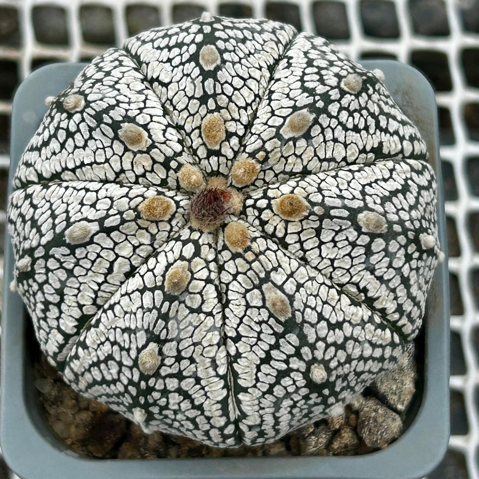 Astrophytum Asterias SuperKabuto